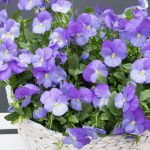 Viola (purple)