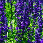 Salvia Victoria Blue