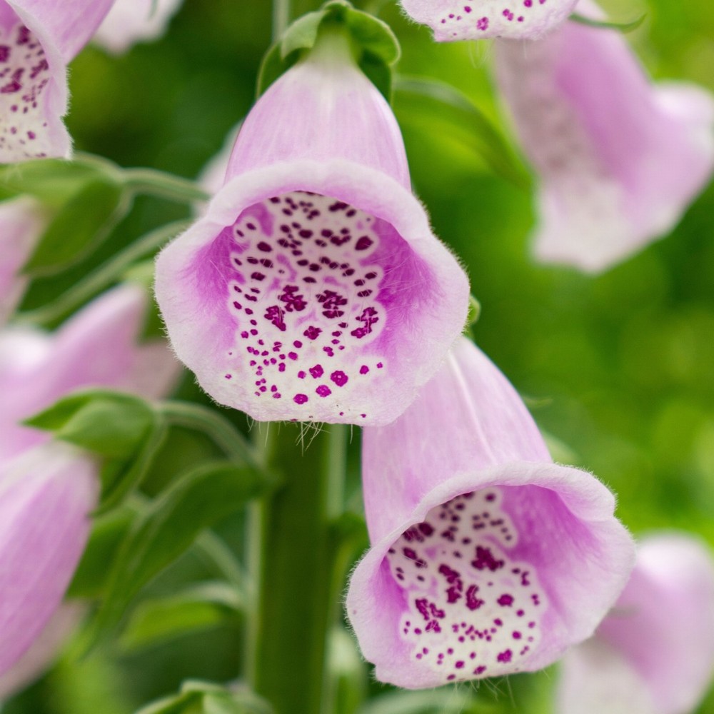 Digitalis Virtuoso Lavender