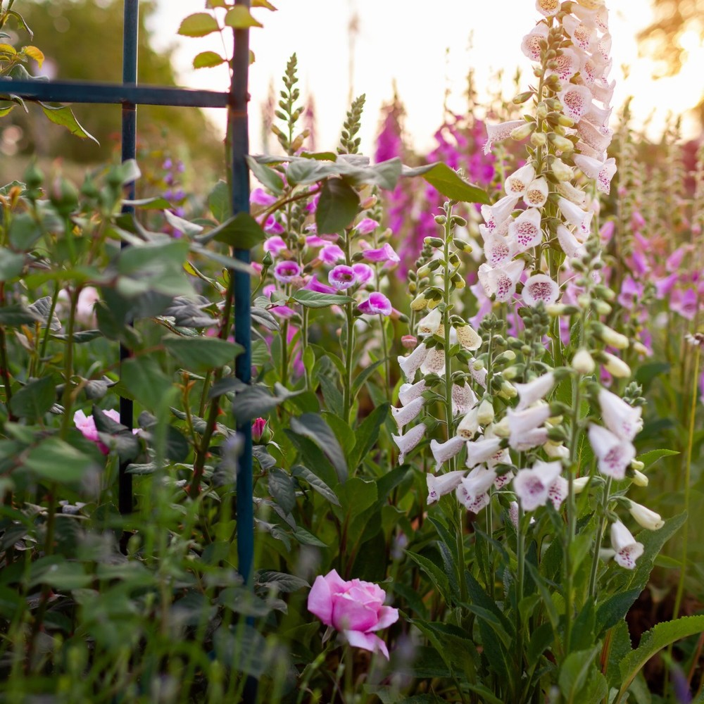 Digitalis Virtuoso Lavender - Image 2