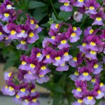 Nemesia Lady Jane