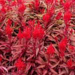 Celosia Dragons Breath