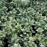 Euonymus japonicus ‘Microphylla Silver’ – Silver-leaved Euonymus