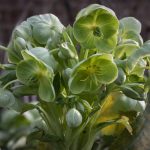 Helleborus Argutifolius