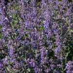 Nepeta ‘Six Hills Giant’