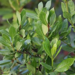 Laurus nobilis – Kitchen Bay