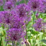 Allium ‘Purple Rain’