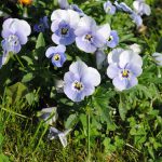 Pansy ‘Azure Light Blue’