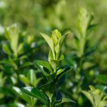 Euonymus japonicus ‘Benkomasaki’ – Japanese Spindle