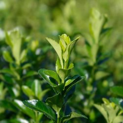 Euonymus japonicus ‘Benkomasaki’ – Japanese Spindle