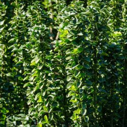 Euonymus japonicus ‘Benkomasaki’ – Japanese Spindle