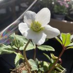 Helleborus niger ‘Advent Star’