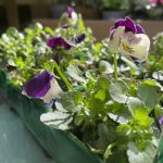 Viola cornuta – Viola ‘Cuty’