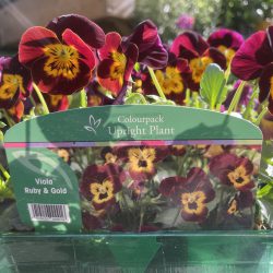 Viola ‘Ruby & Gold’