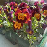 Viola ‘Ruby & Gold’