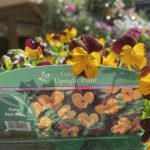 Viola cornuta – Viola ‘Red Wing’