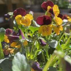 Viola cornuta – Viola ‘Red Wing’