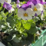 Viola ‘White with Pink Wing’