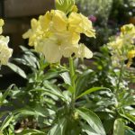 Wallflower ‘Primrose’
