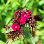 Dianthus Barbatus – Dark Pink
