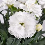 Dianthus Barbatus – White
