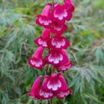 Penstemon Pensham – Amelia Jane
