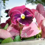 Pansy – Pink Shades
