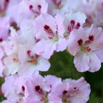Pelargonium Grandiflorum Light Pink – Hardy Geranium