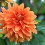 Dahlia Orange