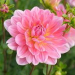 Dahlia Pink