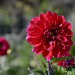 Dahlia Red