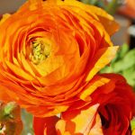 Ranunculus Orange