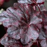 Heuchera Dark Secret