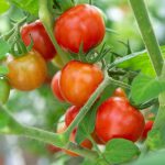 Tomato ‘Totem Red’