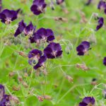 Geranium phaeum ‘Raven’