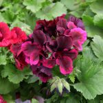 Pelargonium Grandiflorum Burgundy