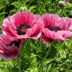 Papaver Pink Perfection