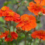 Geum Tosai Orange