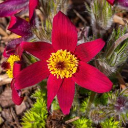Pulsatilla vulgaris Pinwheel Red