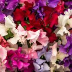 Sweet Pea Spencer Mix