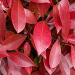 Photinia Fraseri Carre Rouge