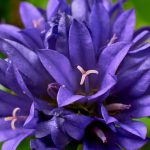 Campanula glomerata Superba