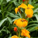 Erysimum Erysistible Yellow