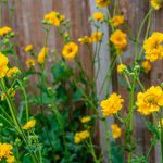 Geum Tosai Yellow