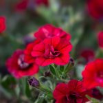 Calibrachoa Bright Red