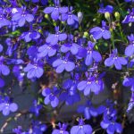 Lobelia Sapphire Trailing