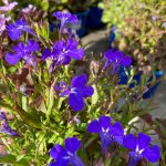 Lobelia Sky Blue Trailing