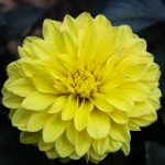 Dahlia Yellow