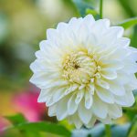 Dahlia White