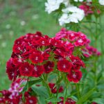 Dianthus Barbatus Red